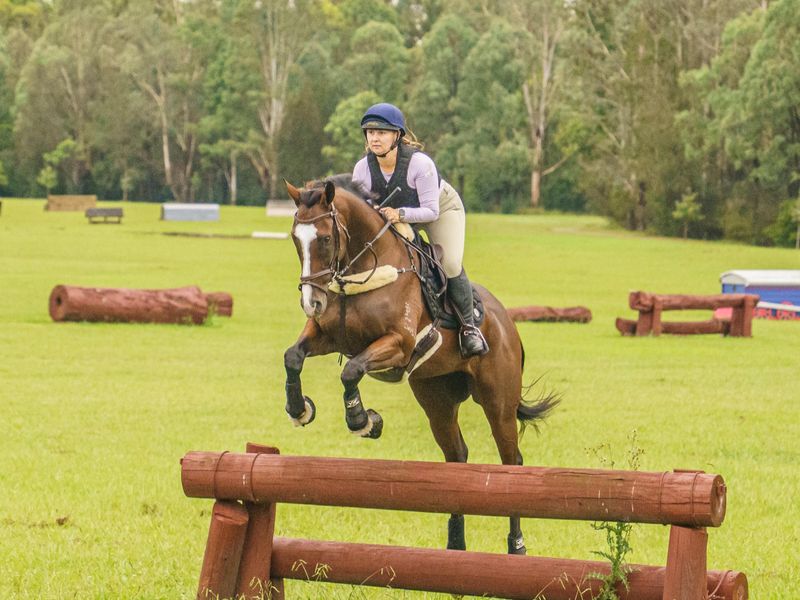 Show/eventing prospect!