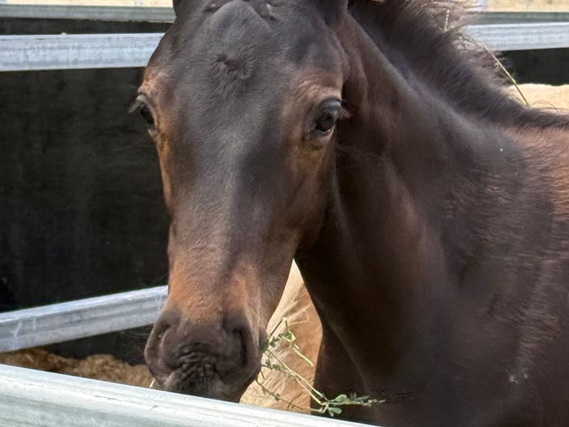 Beautiful black Filly
