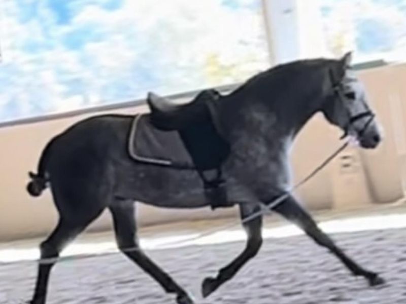 LUSITANO dressage/WE prospect