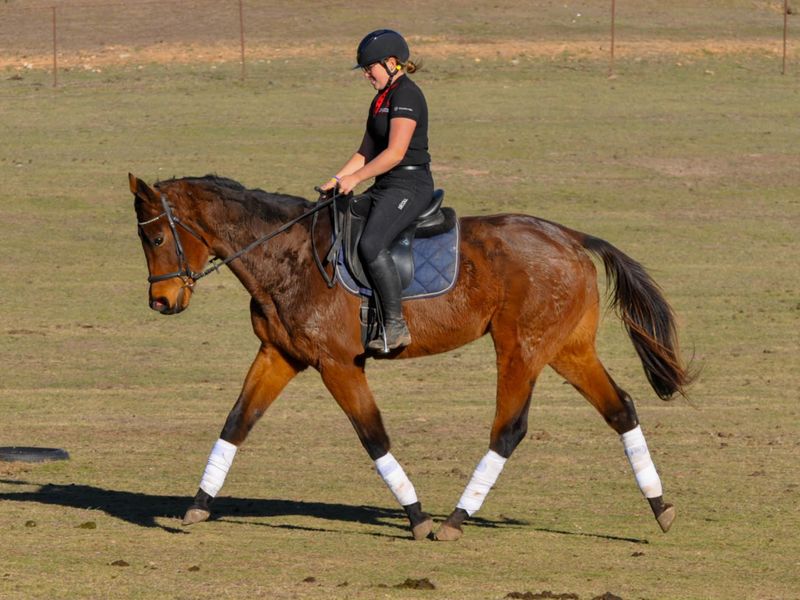 Reliable OTTB- nothing he can’t do
