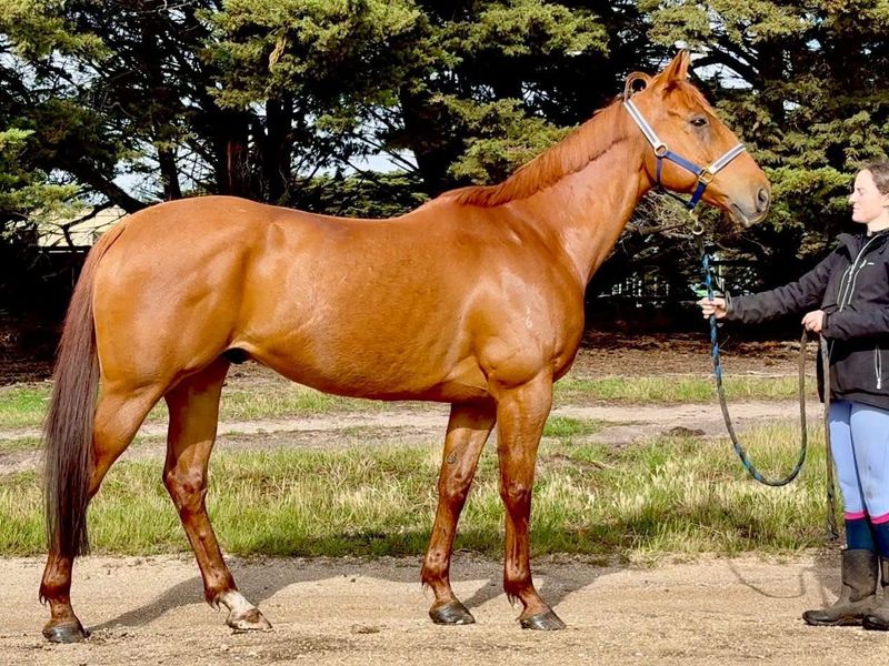 16.2 8yo TB gelding. Eventing type