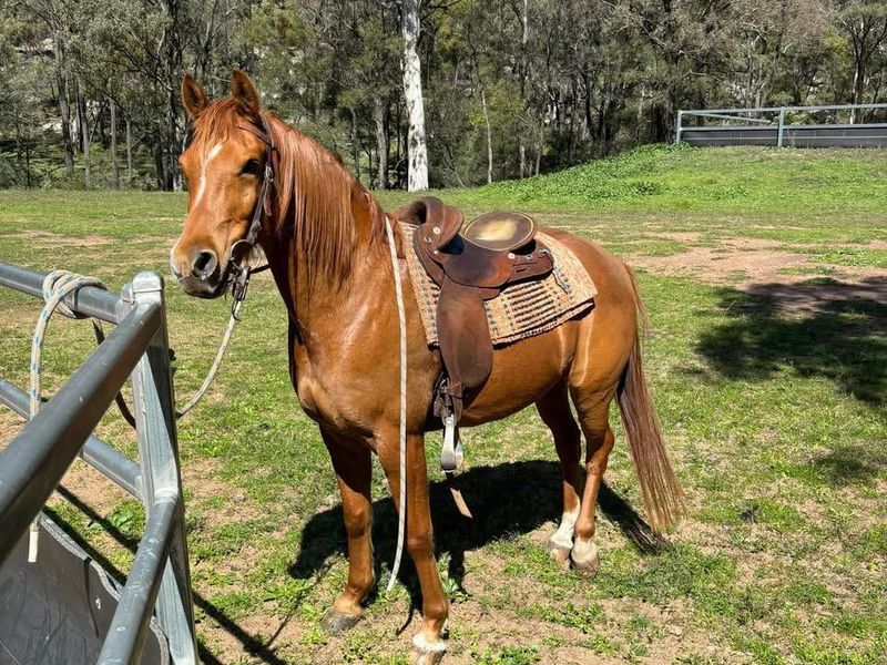 Crabbet Arabian Gelding