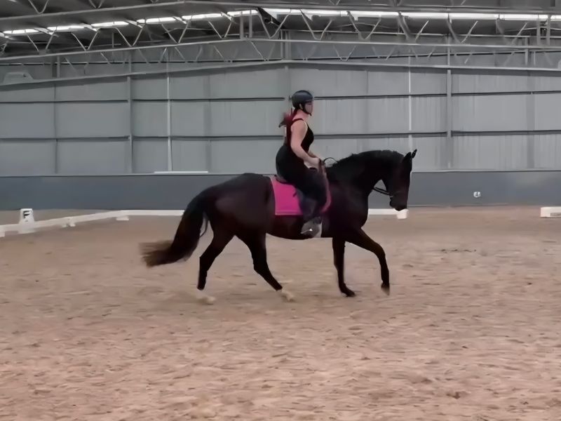 Quiet, kind OTT mare - ideal first young horse