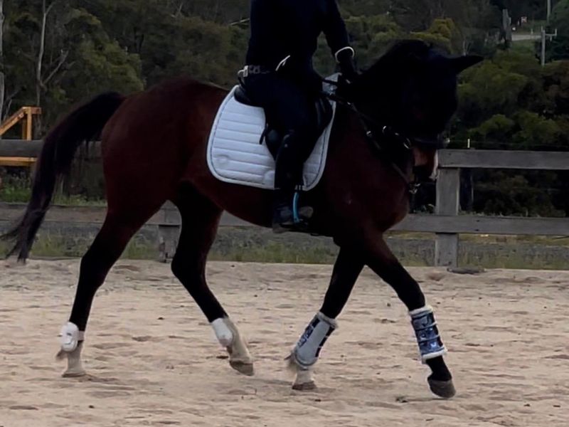 Arlo - Blank Canvas OTTB