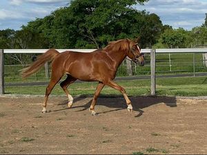Fox Cointreau On Ice