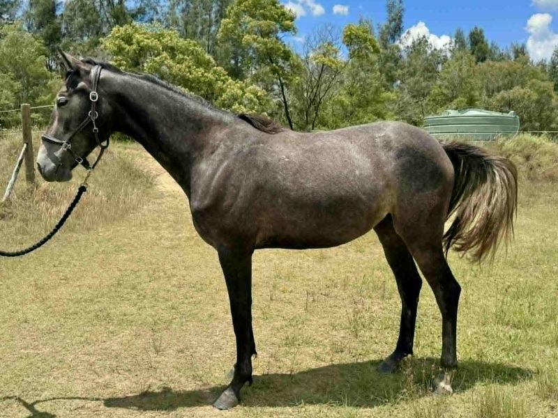 Cera Cassiago filly