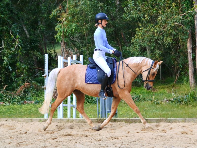 Stunning Palomino Welsh x ARP Mare
