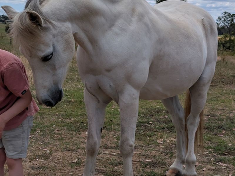Super Quiet Welsh Mountain Pony