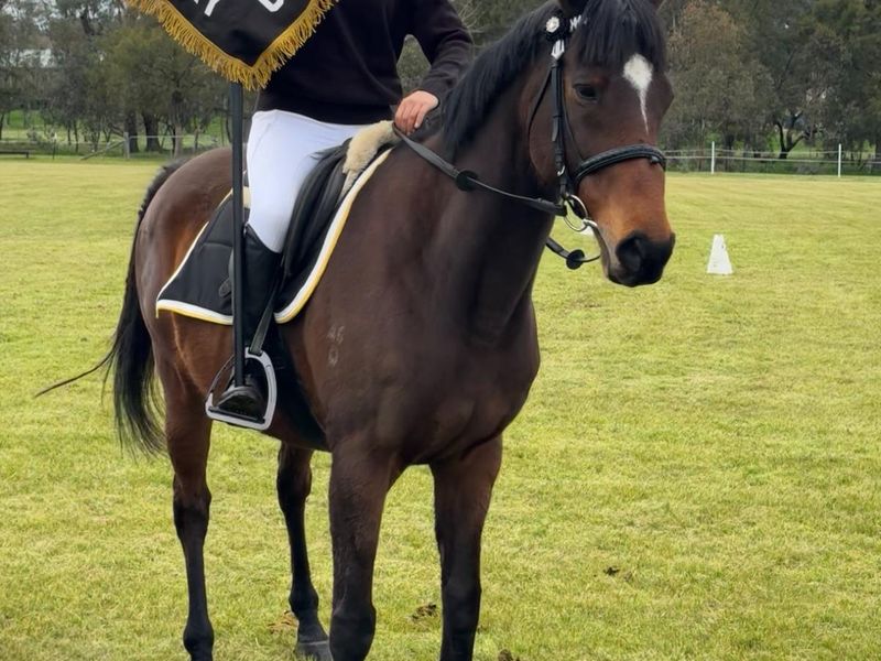 JOKER - ALLROUNDER PONY CLUB/ADULT RIDING CLUB MOU