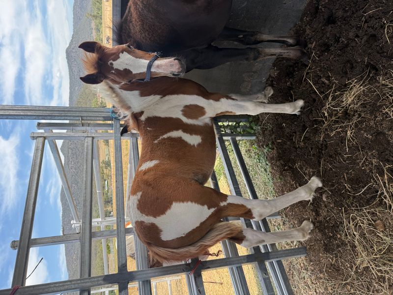 Stunning Stock horse x Paint filly