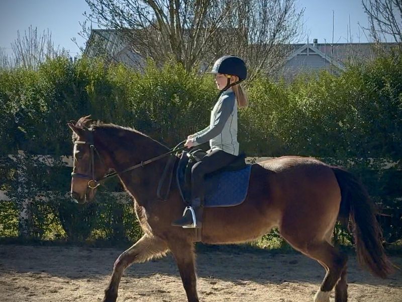 Talented sweet natured mare