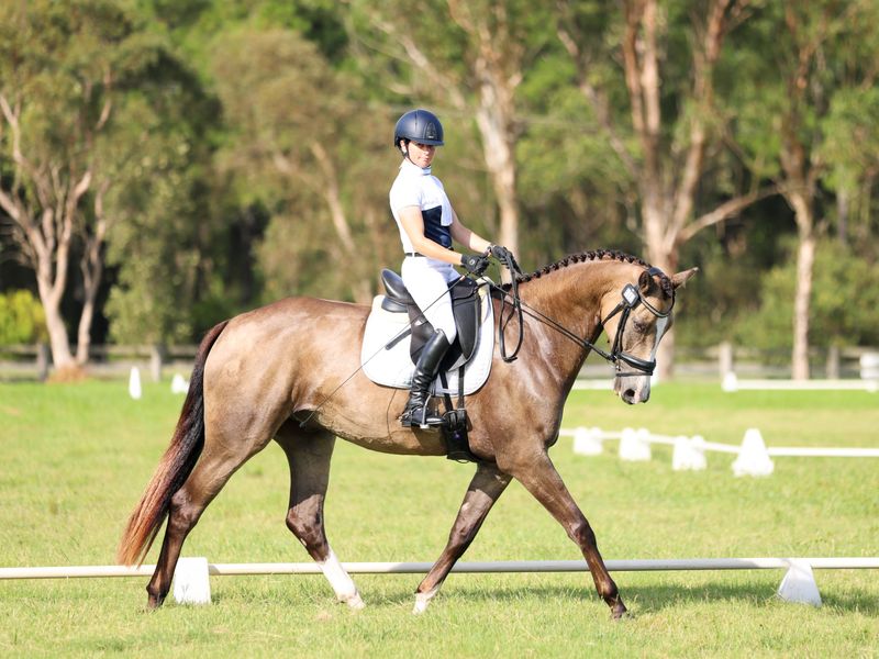 Superb Briar Youngster