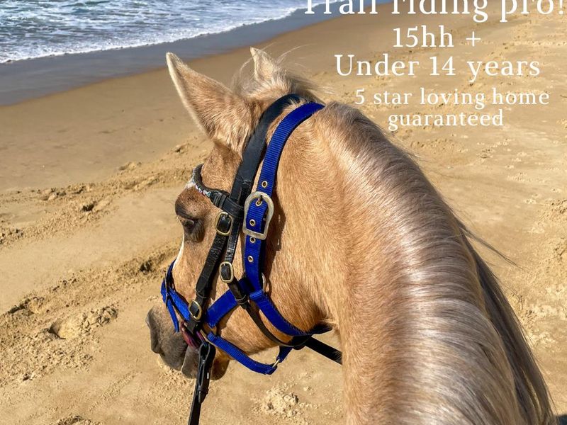 Wanted - Coloured Mare or Gelding for Trail Riding