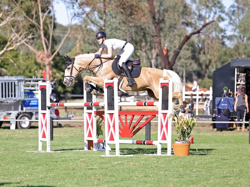 Show jumping gelding 