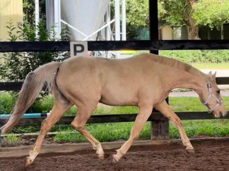 Warmblood Welsh filly for sale