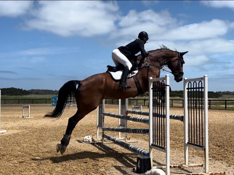 Tall Dressage/Showjumping Gelding 