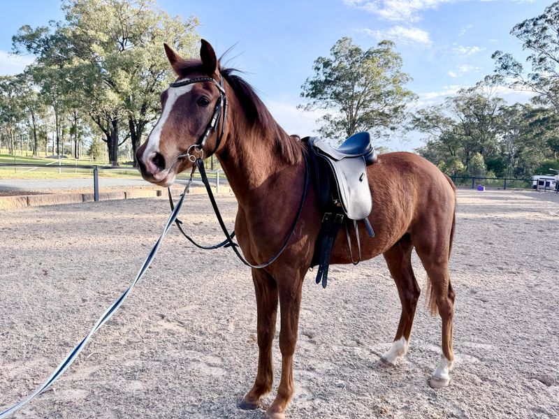 Creastfields Napoleon