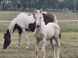 Cheviot hills mica 18