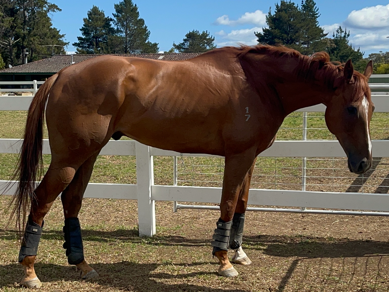 8-Year-Old Thoroughbred Gelding 