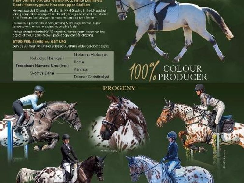 Imported Homozygous Knabstrupper at stud