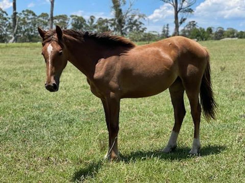 Friesian x Welsh Cobb