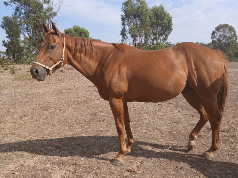 Thoroughbred mare ready tp breed