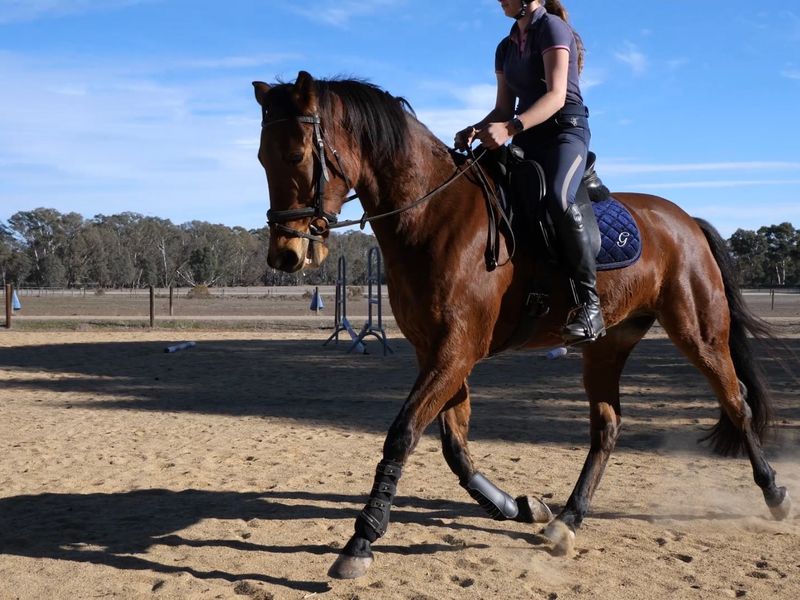 Gorgeous standardbred 