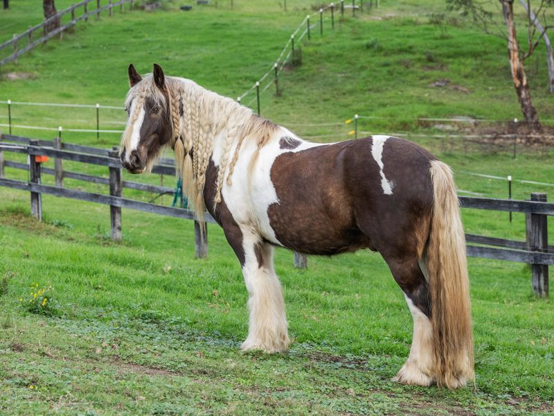 Gypsy Cob