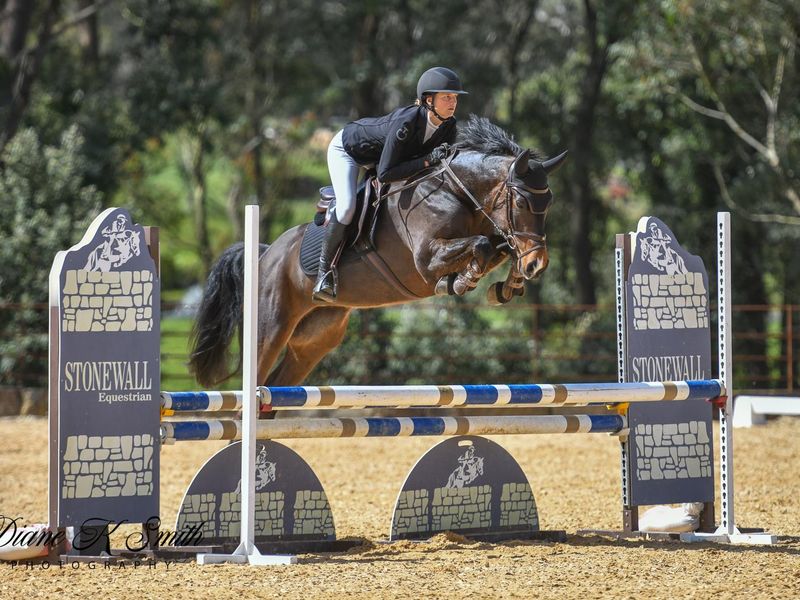 5yo WB Mare by Eurostar 1