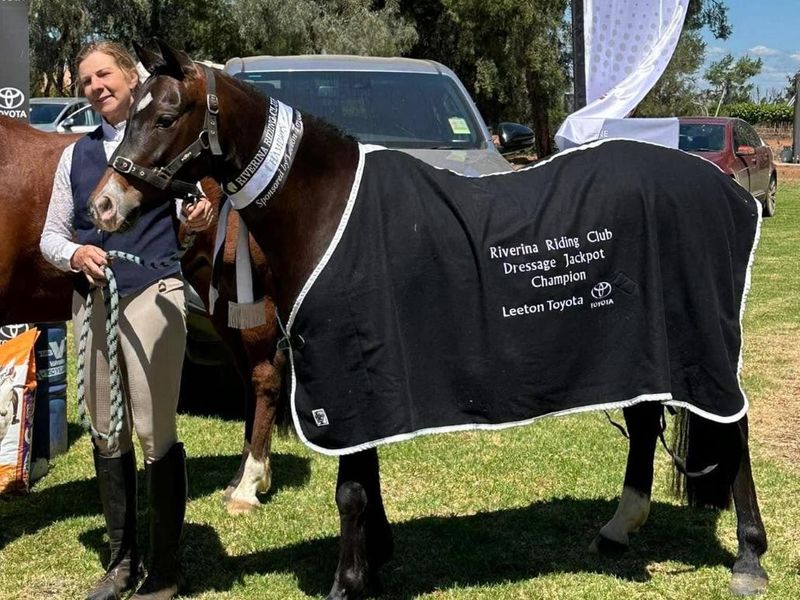 Welsh registered gelding