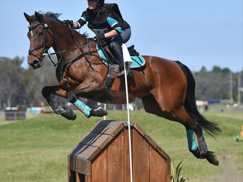Talented 13yo All-Rounder Mare