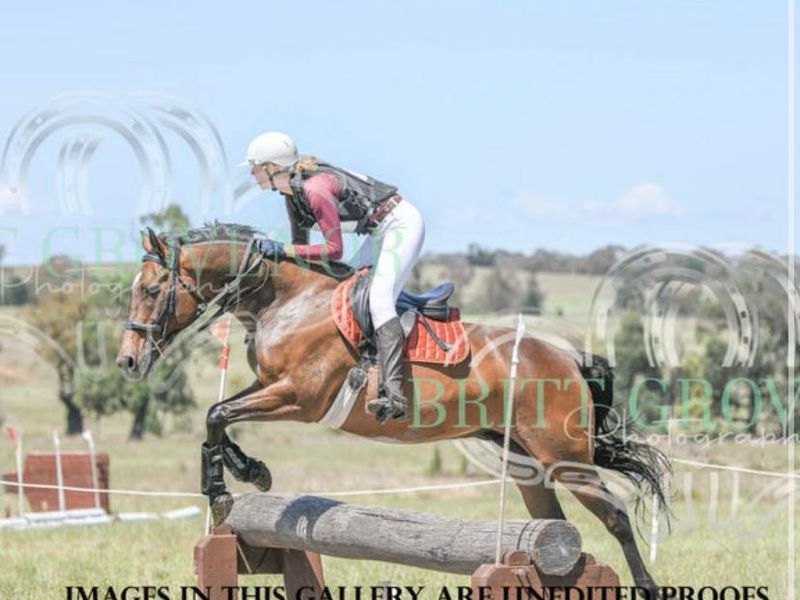 Ultimate Eventer/Showjumper