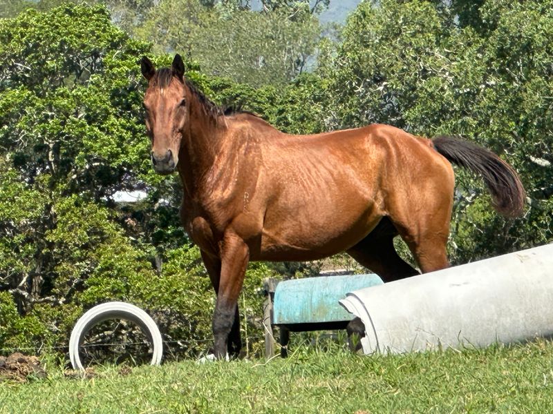 OTT gelding 