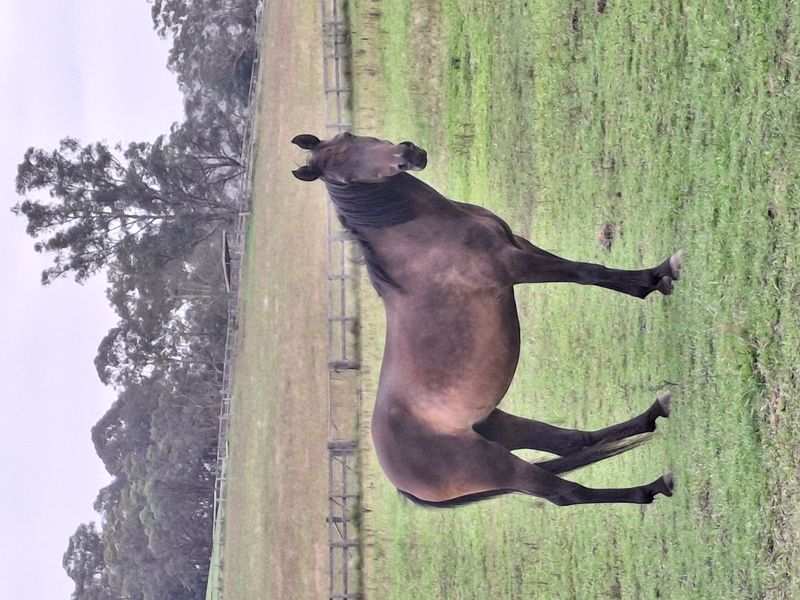 Companion Mare Breeding Free