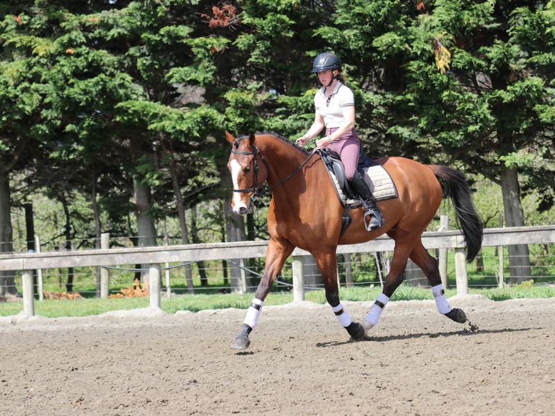 SHARKIE XTREME - Talented Future Prospect