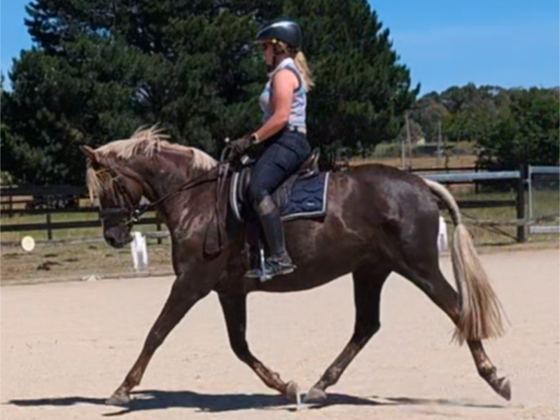 Flashy Dressage Diva