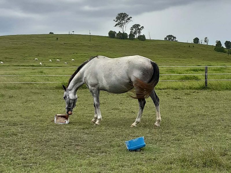 Warmblood Coloured Horses