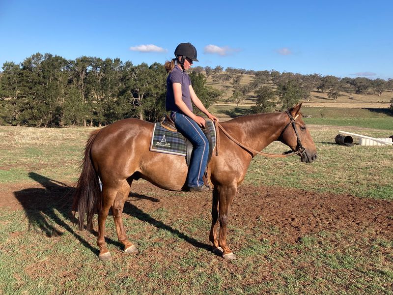 Kids Stock Horse Gelding 