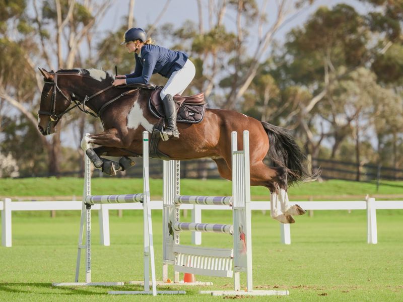 Talented Showjumper - Cowboy Cash