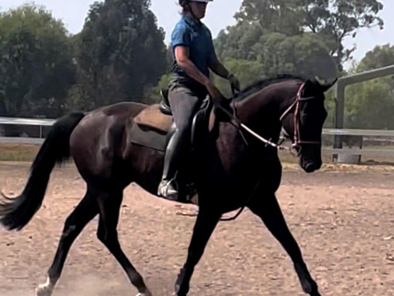 3yo Wb Straight from the Breaker Great Temperament