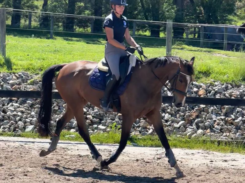 ‘Darwin park confetti’ 