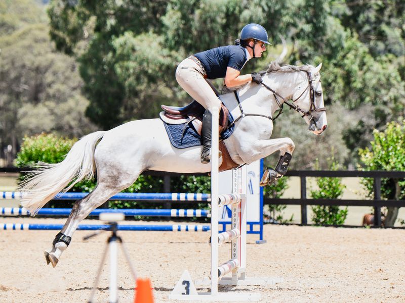 Super All Round Performance Pony