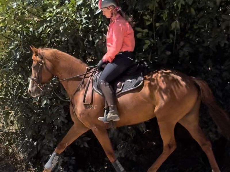 SHOW, EVENT OR DRESSAGE