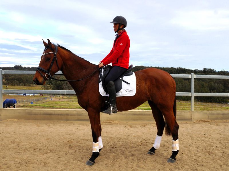 Quality young warmblood broken in and ready to go