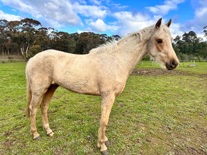 3yo Palomino ASH Gelding