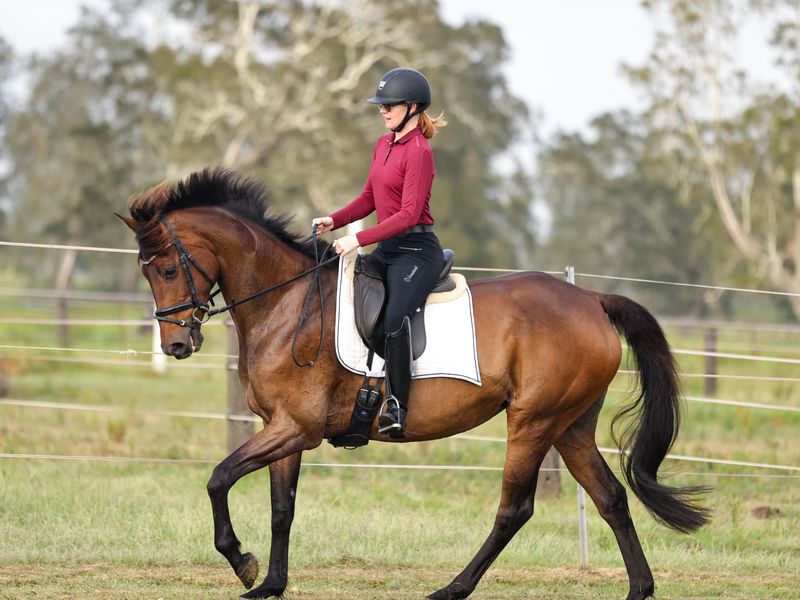 Versatile Warmbloob cross mare