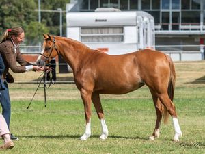 Riverbank Redhead Walking