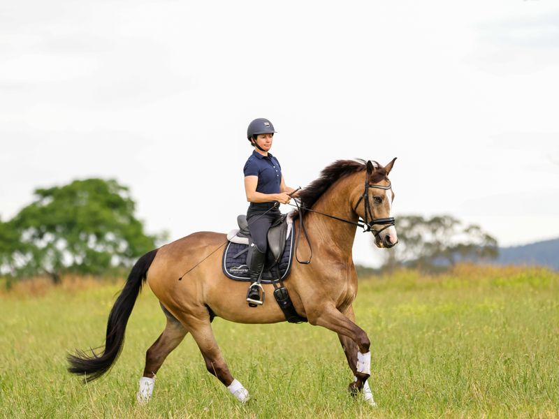Superb Briar Youngster