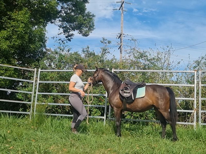 Talented Riding Pony: Athletic, Sensitive, Willing