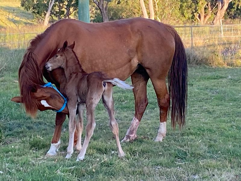 10 year old Warmblood mare.